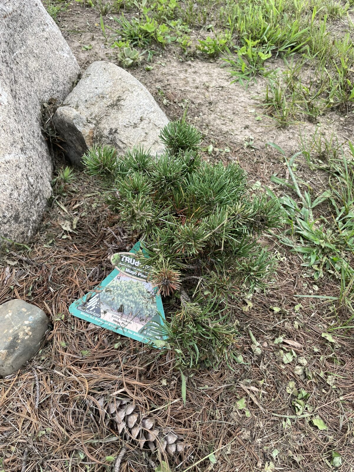 Valley Cushion Mugo Pine (Pinus mugo ‘Valley Cushion’)