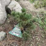 Valley Cushion Mugo Pine (Pinus mugo ‘Valley Cushion’)