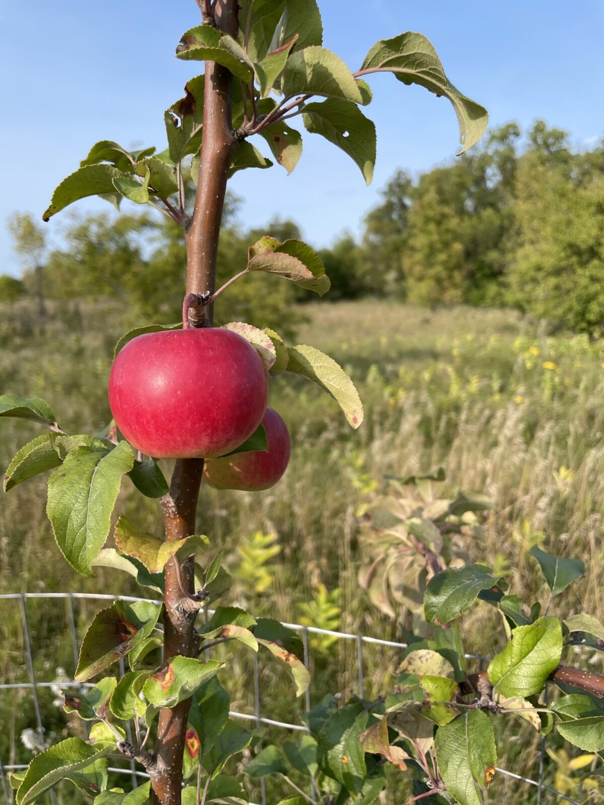 Wealthy Apple