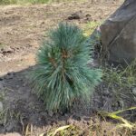 Wiethorst Hybrid Pine (Pinus x schwerinii)