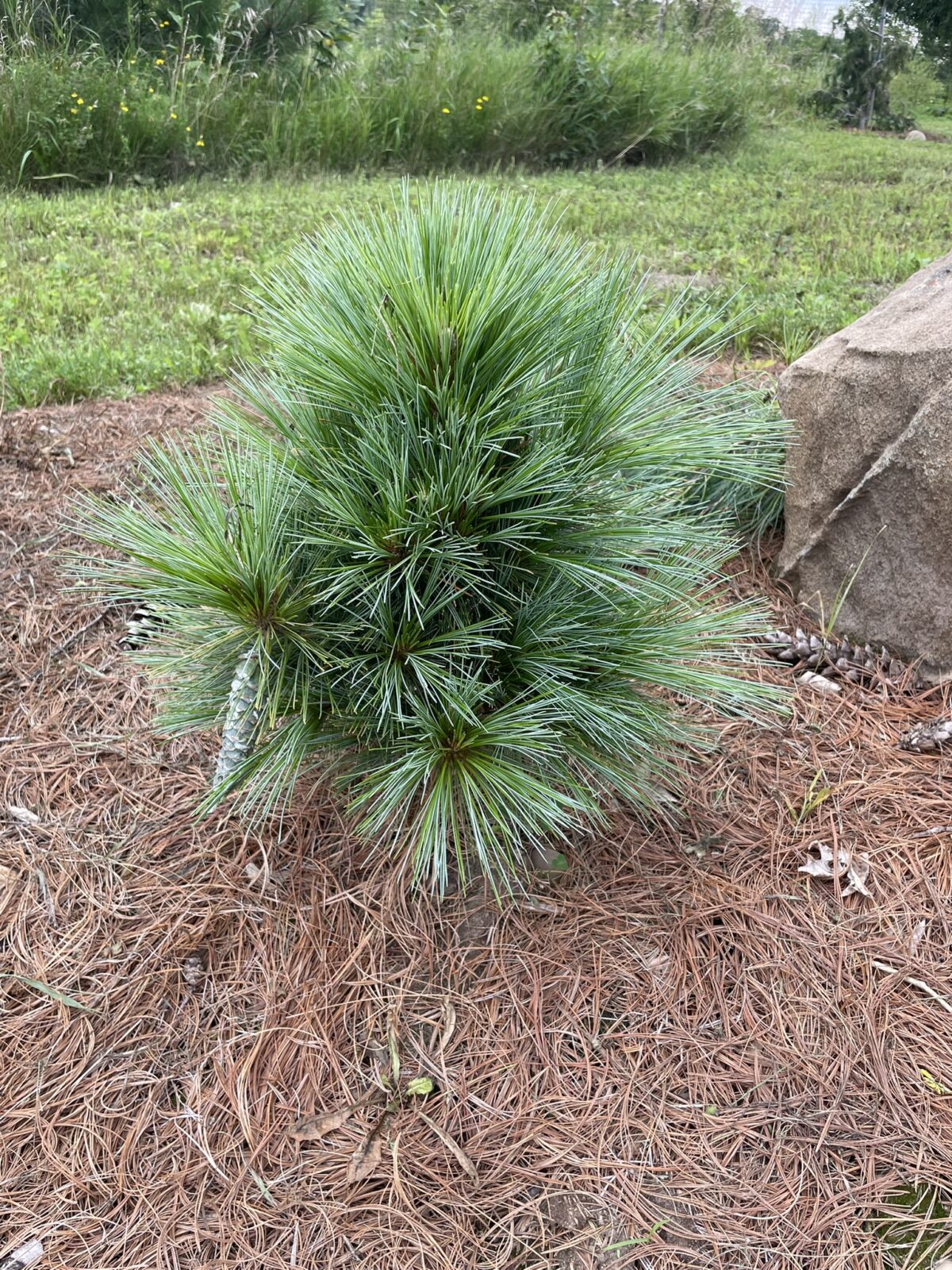 Wiethorst Hybrid Pine (Pinus x schwerinii)