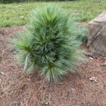 Wiethorst Hybrid Pine (Pinus x schwerinii)
