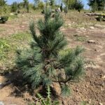 Westerstede Swiss Stone Pine (Pinus cembra 'Westerstede')