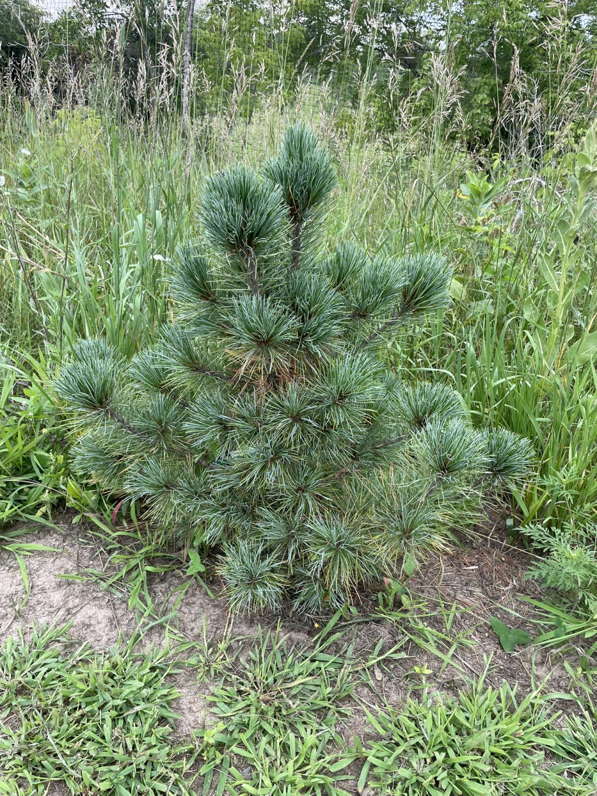 Westerstede Swiss Stone Pine (Pinus cembra ‘Westerstede’)