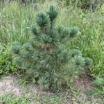 Westerstede Swiss Stone Pine (Pinus cembra 'Westerstede')