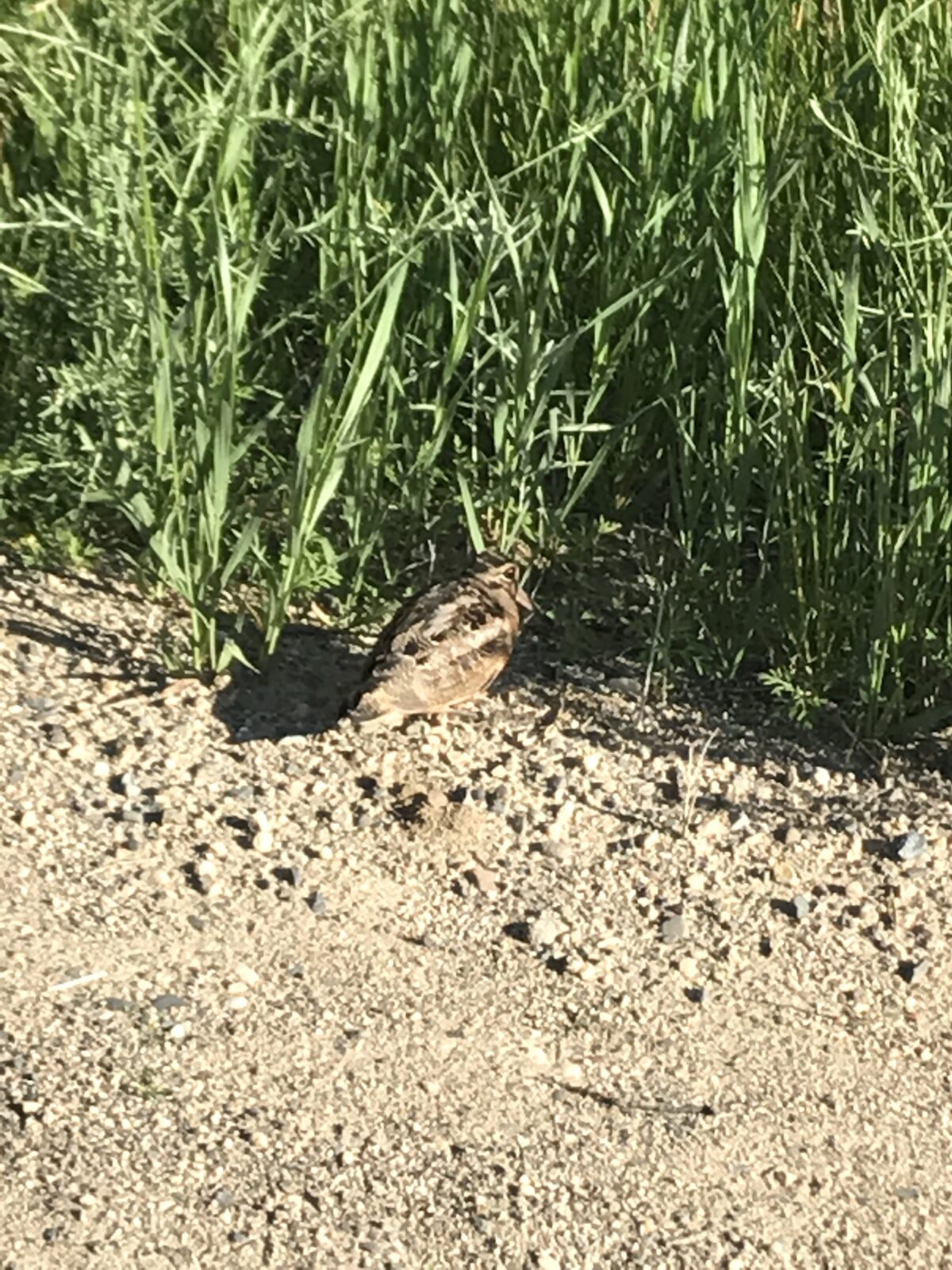 American Woodcock (Scolopax minor)