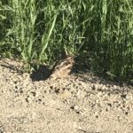 American Woodcock (Scolopax minor)