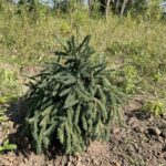 Yukon Blue White Spruce (Picea glauca ‘Yukon Blue’)