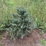 Yukon Blue White Spruce (Picea glauca ‘Yukon Blue’)