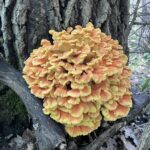 Chicken of the Woods (Laetiporus sulphureus)