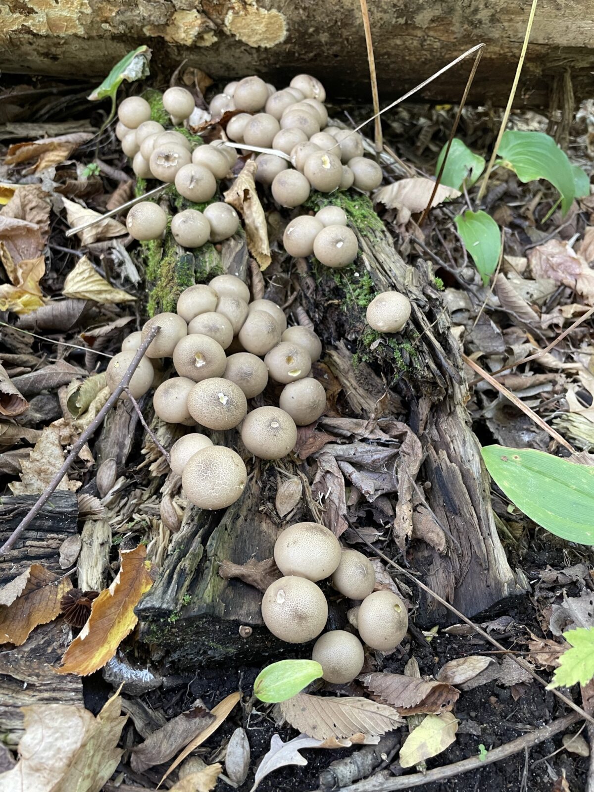 Common Puffball (Lycoperdon perlatum)