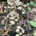 Common Puffball (Lycoperdon perlatum)