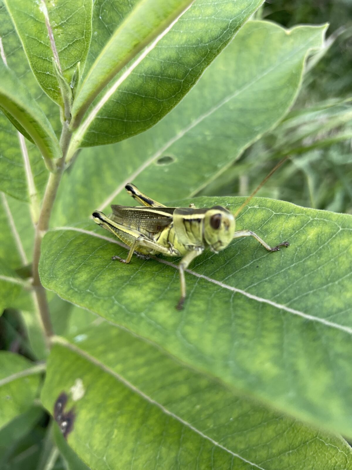 Two-Striped Grasshopper (Melanoplus bivittatus)