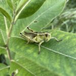 Two-Striped Grasshopper (Melanoplus bivittatus)