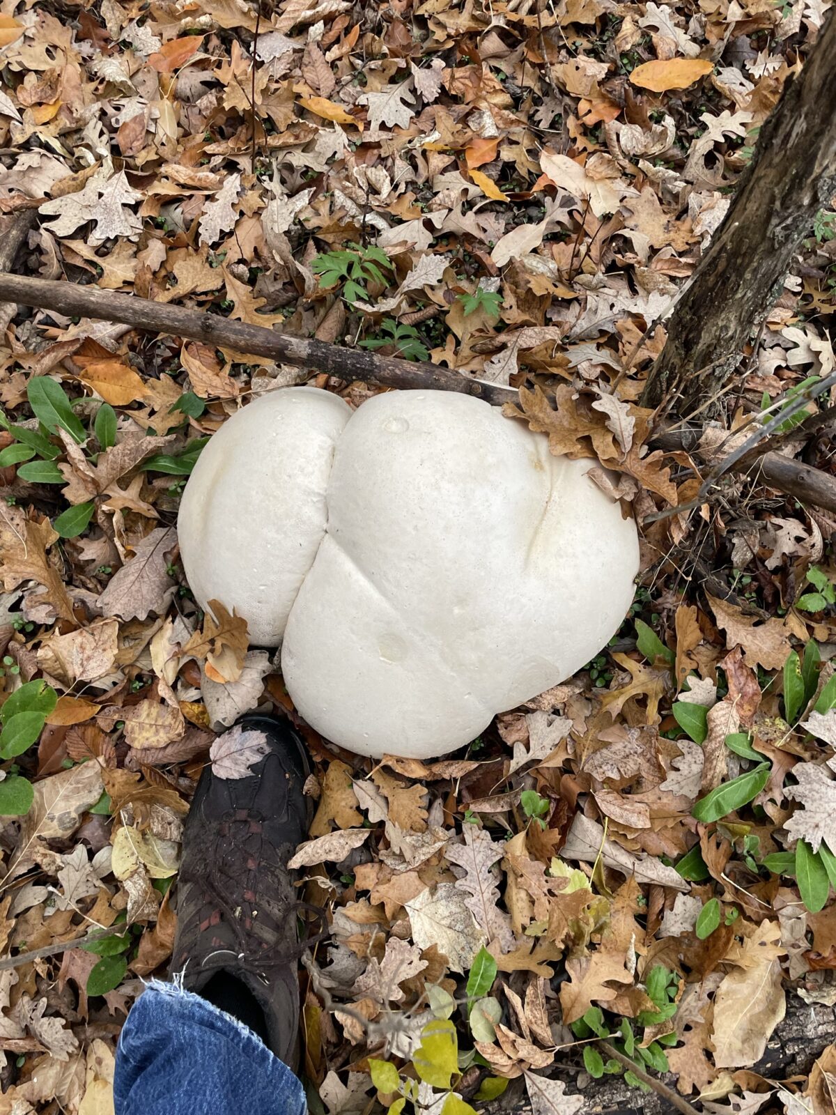 Giant Puffball (Calvatia gigantea)