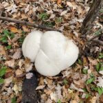 Giant Puffball (Calvatia gigantea)