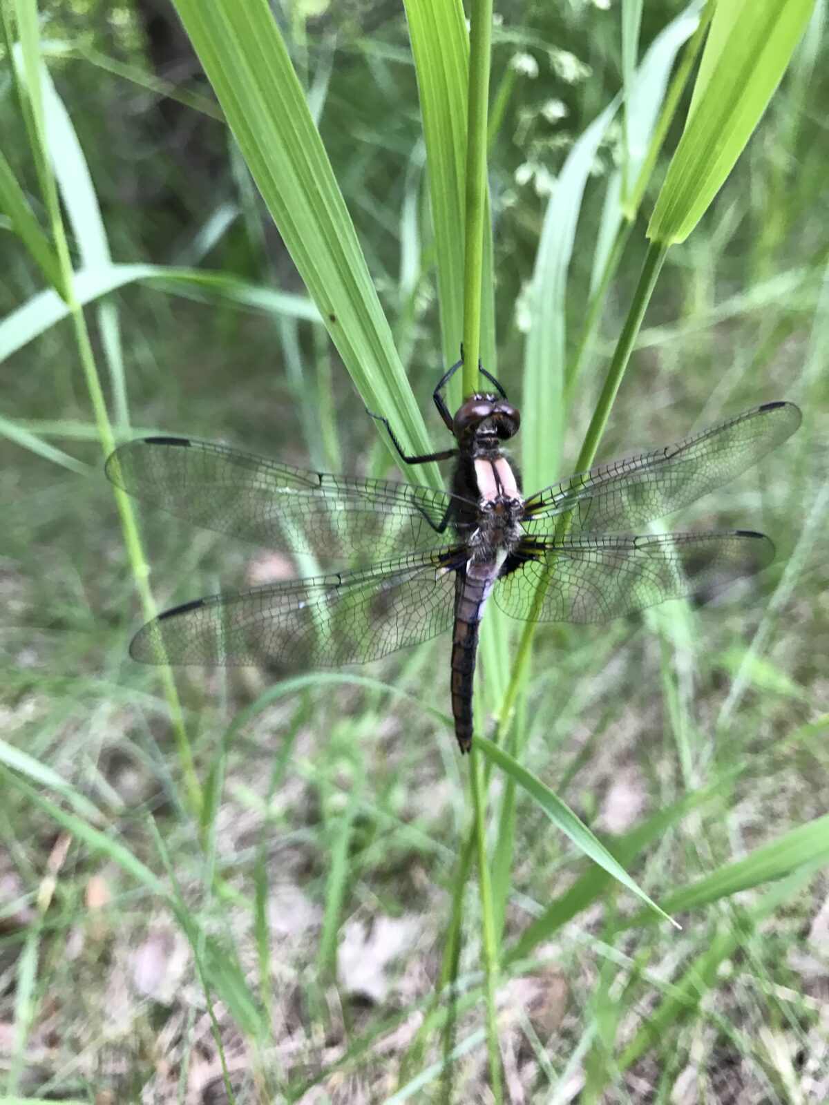 Chalk-Fronted Corporal (Ladona julia)