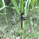 Chalk-Fronted Corporal (Ladona julia)