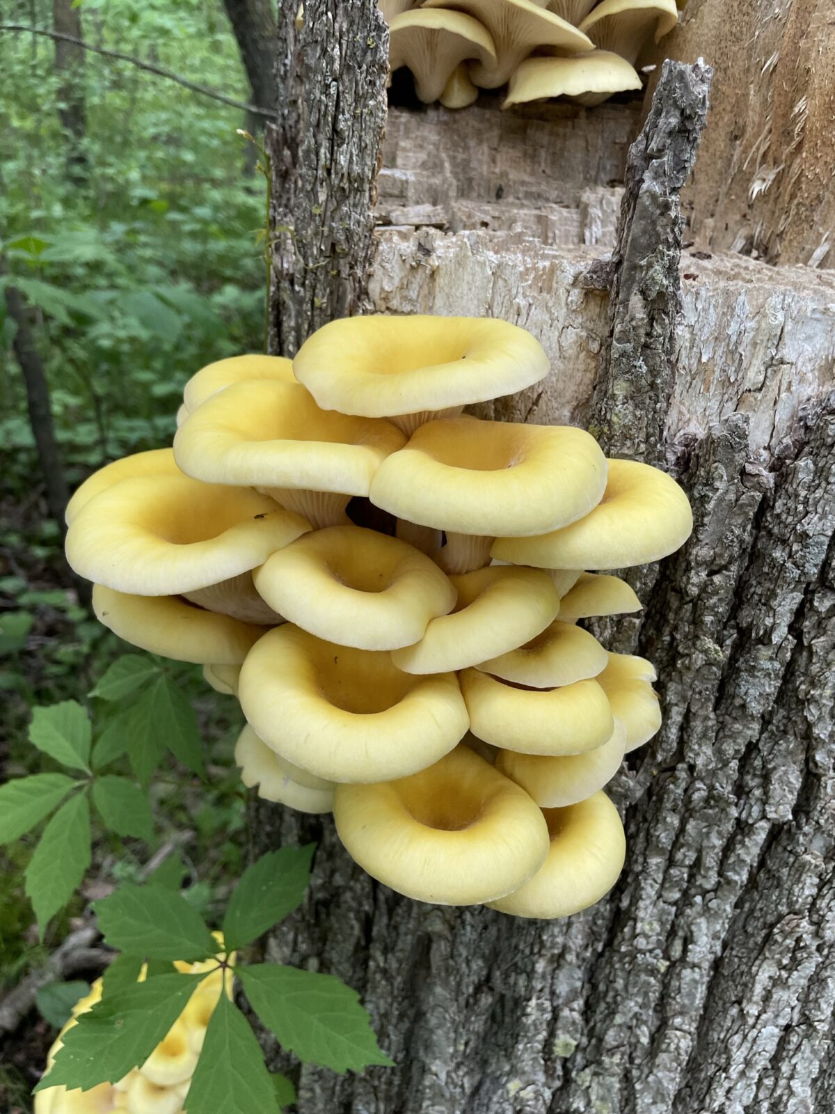 Golden Oyster Mushroom (Pleurotus citrinopileatus)