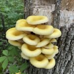 Golden Oyster Mushroom (Pleurotus citrinopileatus)