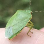 Green Stink Bug (Acrosternum hilare)