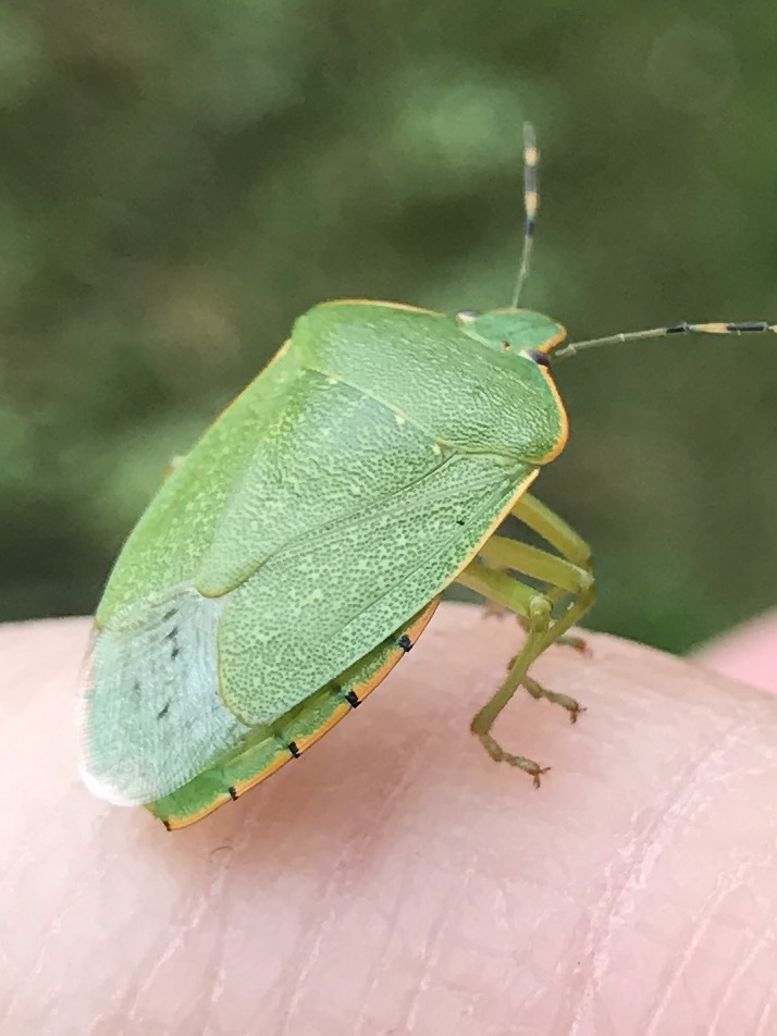 Green Stink Bug (Acrosternum hilare)