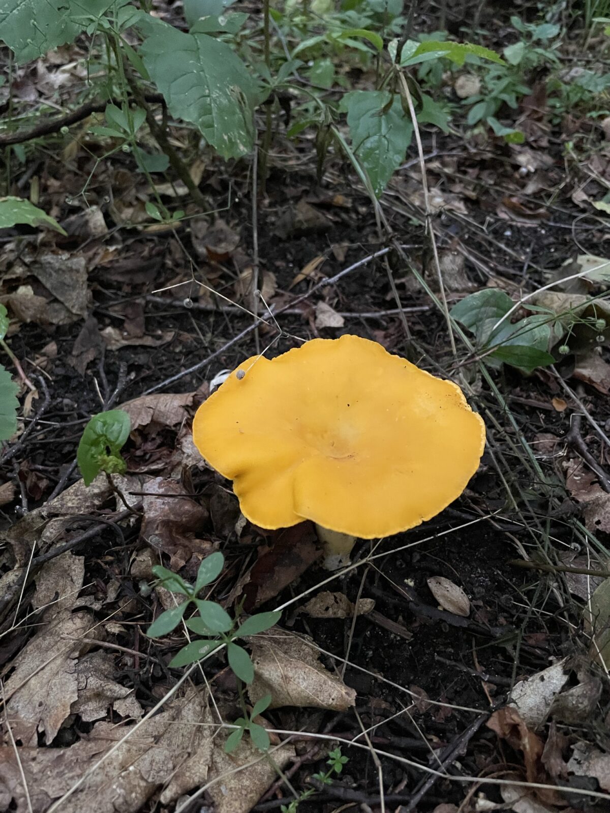 Yellow Chanterelle (Cantharellus cibarius)