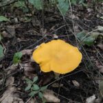 Yellow Chanterelle (Cantharellus cibarius)