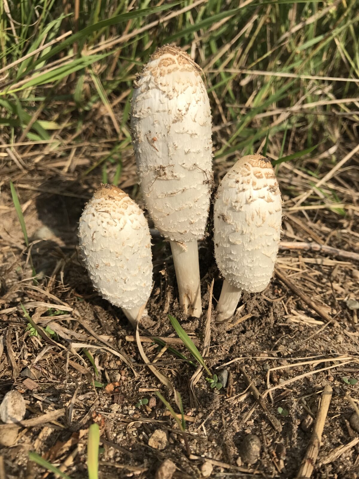 Shaggy Mane (Coprinus comatus)