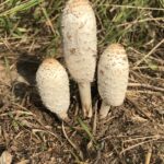 Shaggy Mane (Coprinus comatus)