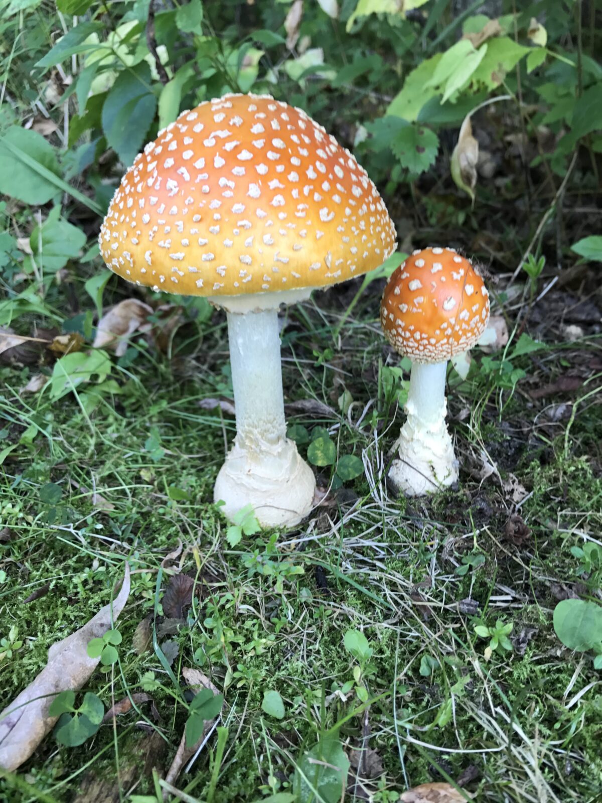 Fly Agaric (Amanita muscaria)