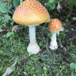 Fly Agaric (Amanita muscaria)