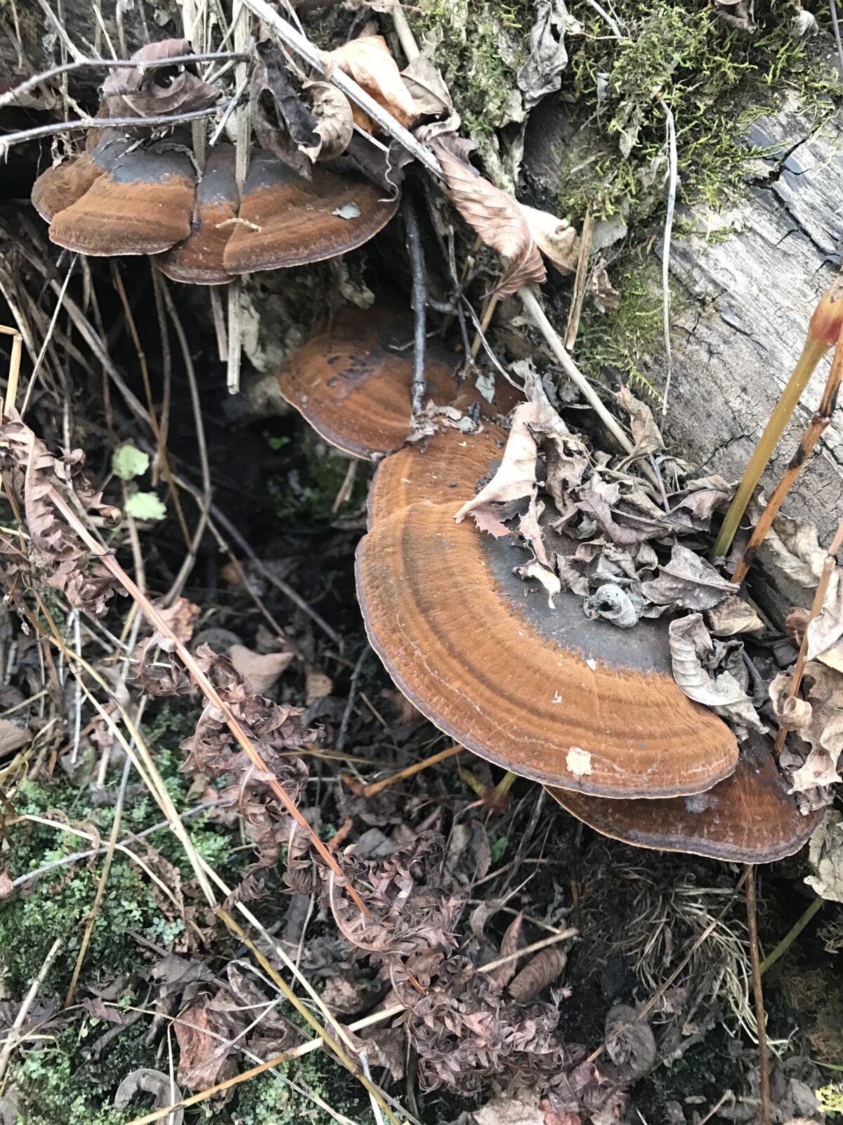 Red-Belted Polyphore (Fomitopsis pinicola)