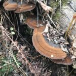 Red-Belted Polyphore (Fomitopsis pinicola)