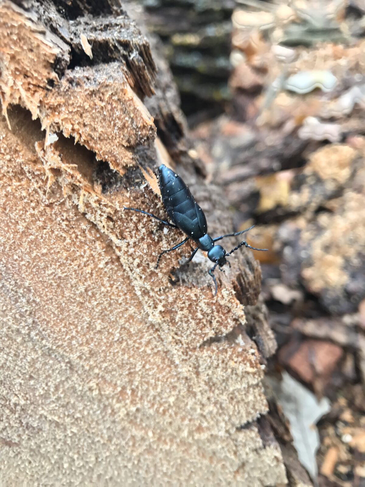 Oil Beetle (Meloe species)