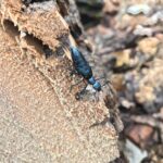 Oil Beetle (Meloe species)