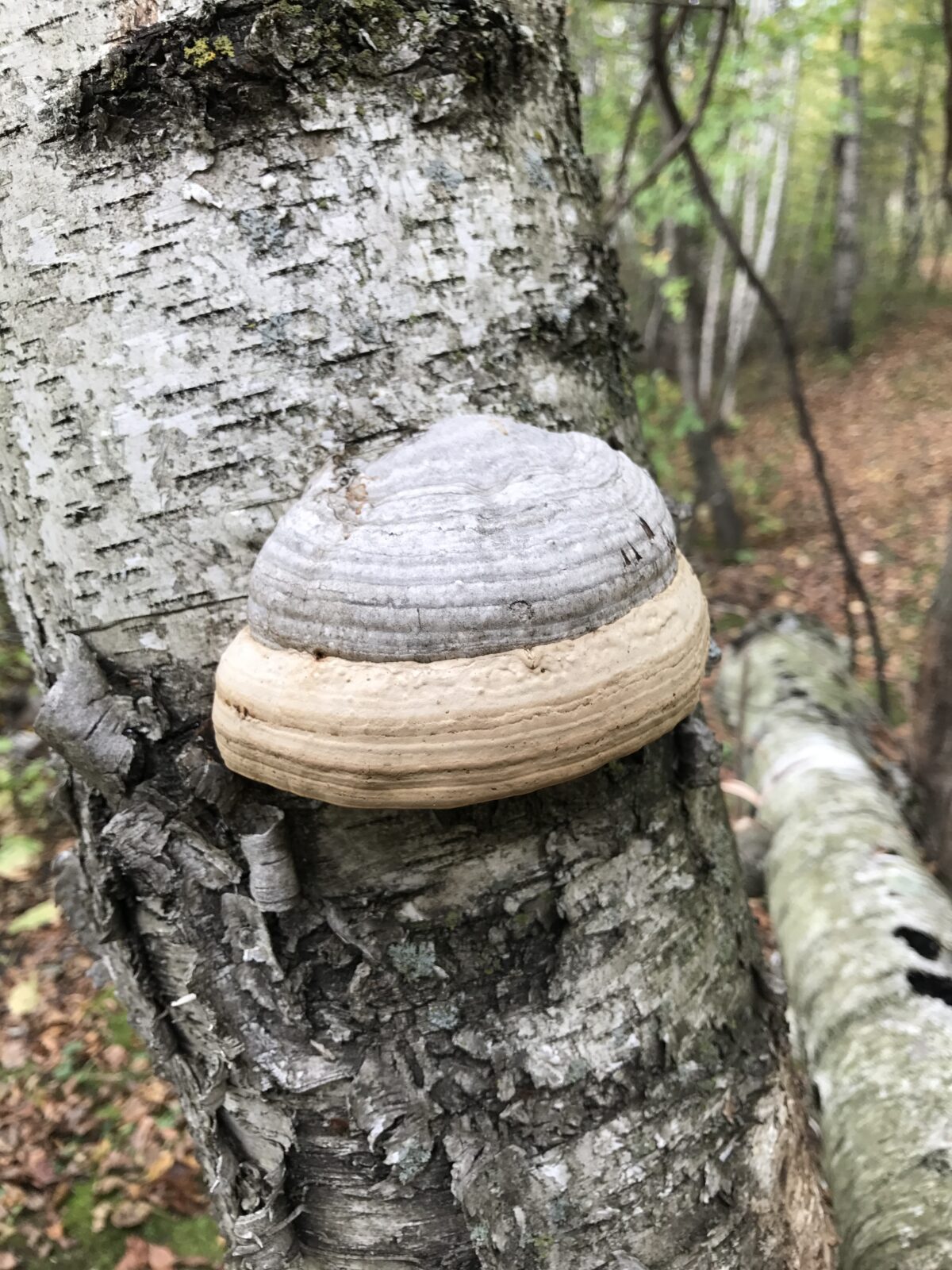 Tinder Polypore (Fames fomentarius)