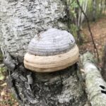 Tinder Polypore (Fames fomentarius)