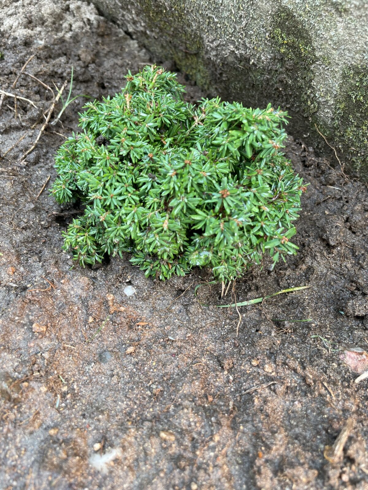 Abbott’s Pygmy Canadian Hemlock (Tsuga canadensis ‘Abbott’s Pygmy’)