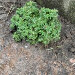 Abbott’s Pygmy Canadian Hemlock (Tsuga canadensis ‘Abbott’s Pygmy’)