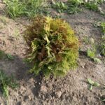 Autumn Moon Arborvitae (Thuja occidentalis 'Autumn Moon')