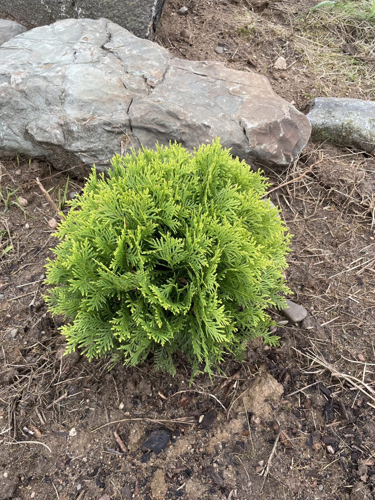 Autumn Moon Arborvitae (Thuja occidentalis ‘Autumn Moon’)