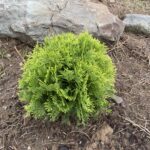 Autumn Moon Arborvitae (Thuja occidentalis 'Autumn Moon')