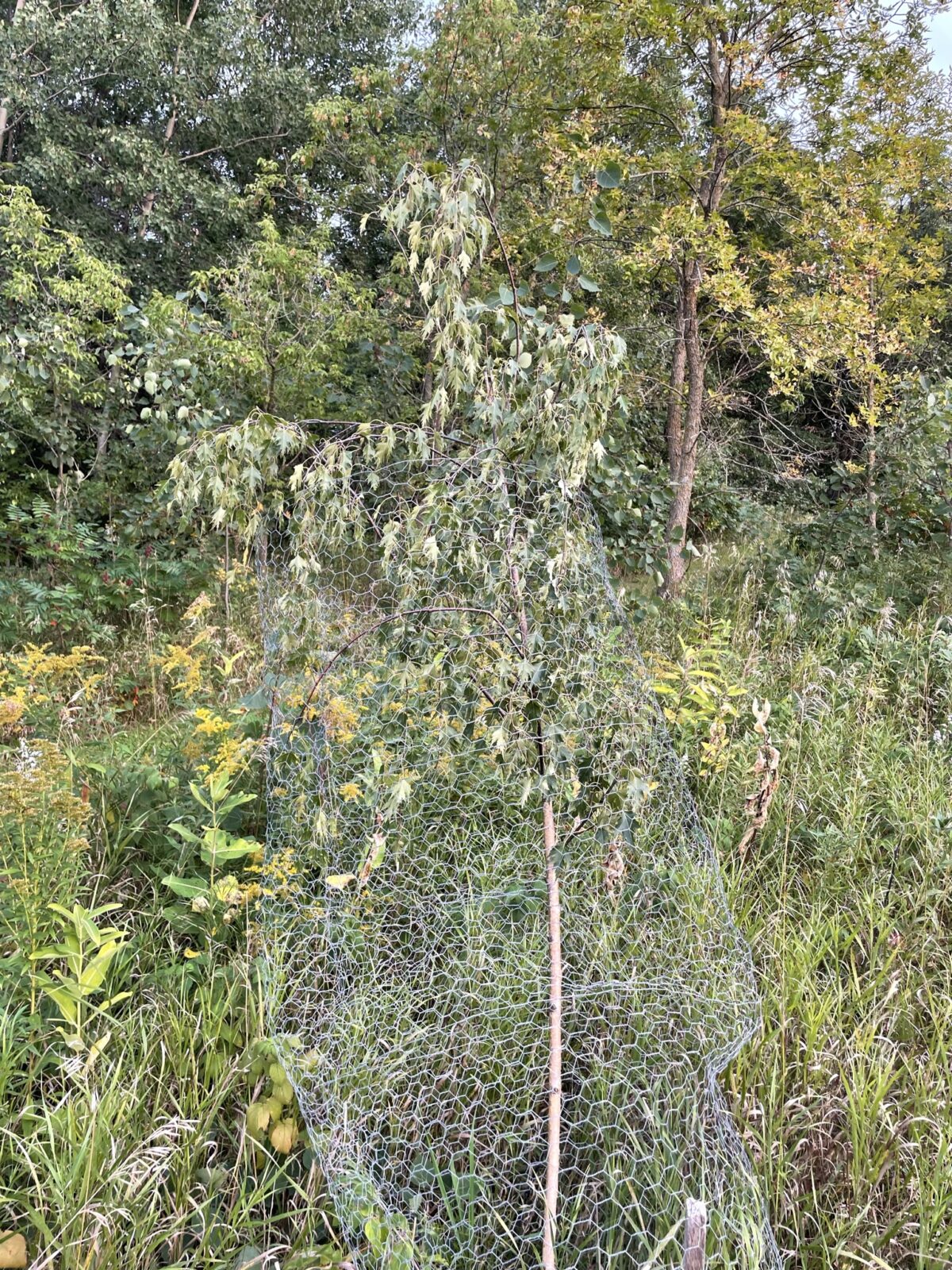 Cutleaf Weeping Birch (Betula pendula ‘Dalecarlica’)