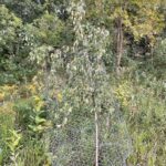 Cutleaf Weeping Birch (Betula pendula 'Dalecarlica')