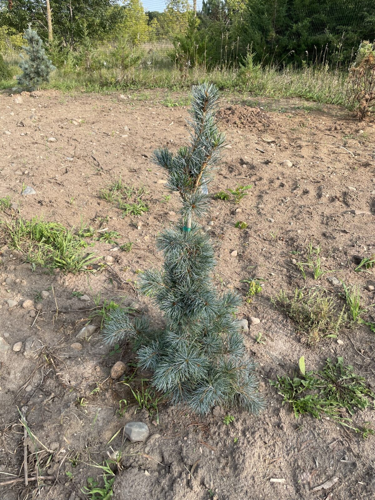 Blue Angel Japanese White Pine (Pinus parviflora ‘Blauer Engel’)