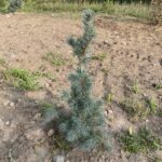 Blue Angel Japanese White Pine (Pinus parviflora ‘Blauer Engel’)