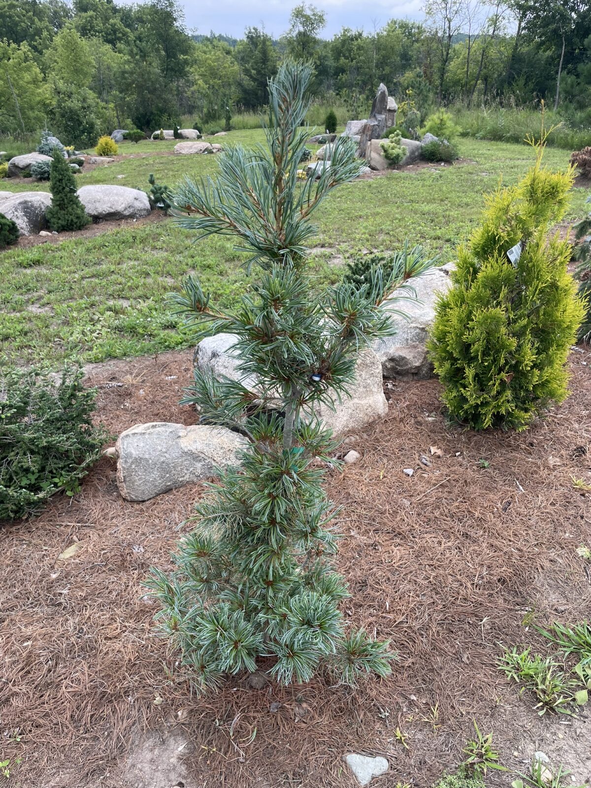 Blue Angel Japanese White Pine (Pinus parviflora ‘Blauer Engel’)