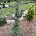 Blue Angel Japanese White Pine (Pinus parviflora ‘Blauer Engel’)