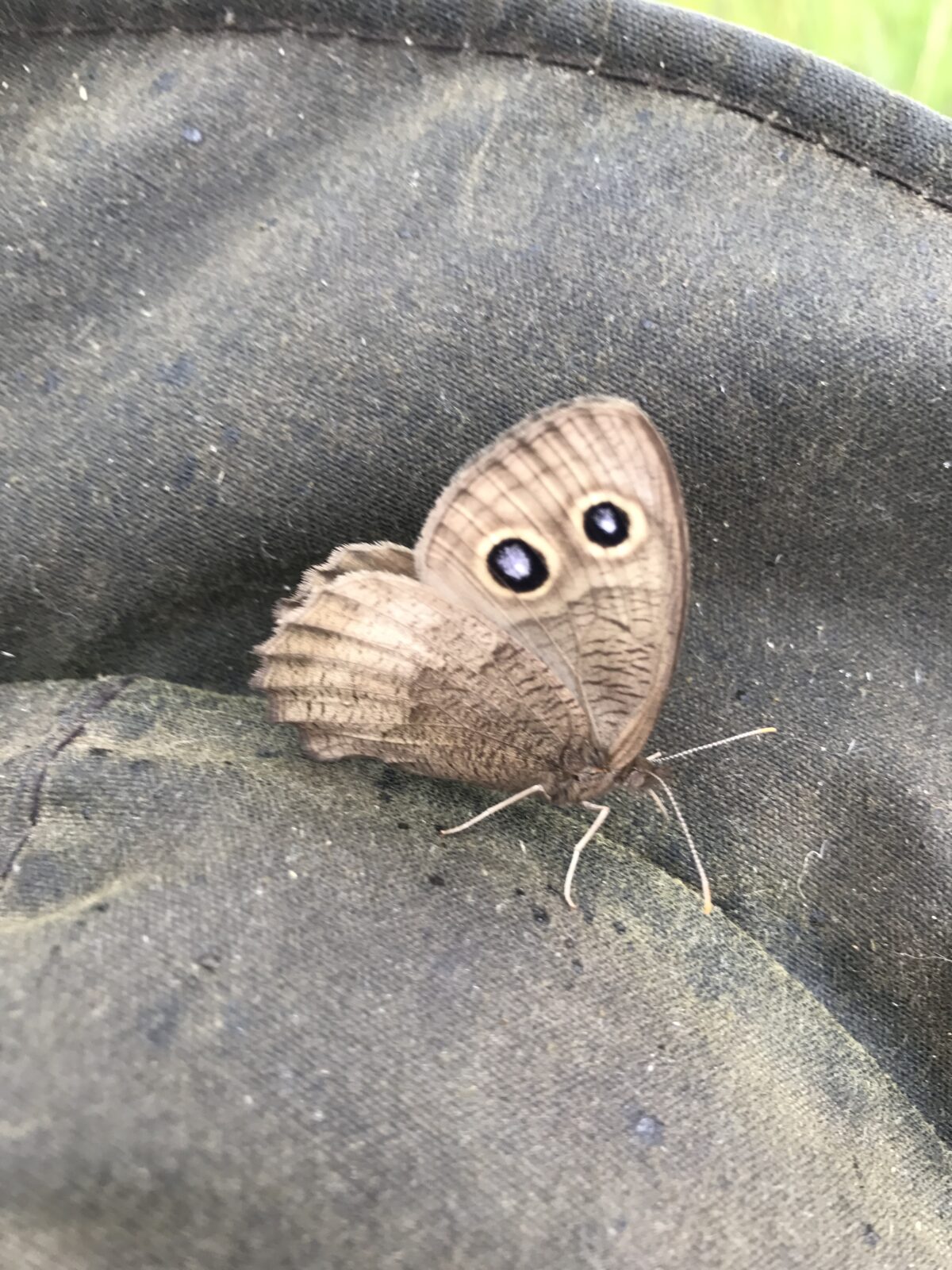 Common Wood Nymph (Cereyonis pegala)